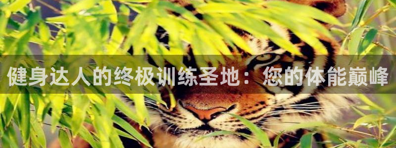 龙8国际手机版下载